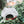 Load image into Gallery viewer, Pig
